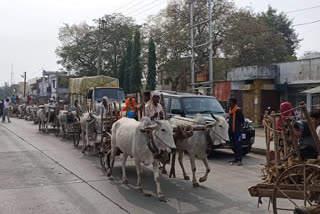 Bullock cart rally of farmers