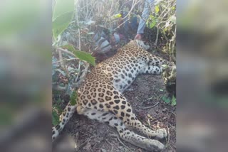 leopard death