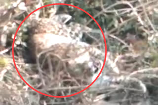 Video of leopard in bushes goes viral