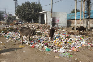 Due to strike of corporation employees in delhi