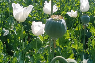 Doda out of poppy crop, अफीम संग्रहण का कार्य आरम्भ , राजस्थान की ताजा हिंदी खबरें