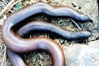 5 smugglers arrested with sendboa snake sold in crores