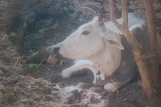 cow has a case of rabies in Udaipur,  Rajasthan News