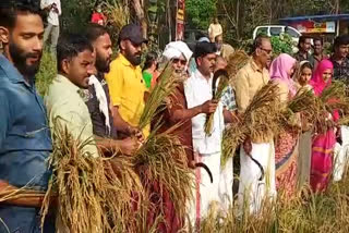 എടവണ്ണ ഗ്രാമപഞ്ചായത്ത്  പടിഞ്ഞാറെ ചാത്തല്ലൂരിൽ കൊയ്ത്തുത്സവം  arvest festival Chathallur  കർഷകസമരത്തിന് ഐക്യദാർഢ്യം