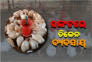 ଚିକେନ ବ୍ୟବସାୟରୁ ମୁହଁ ଫେରାଉଛନ୍ତି ଚାଷୀ