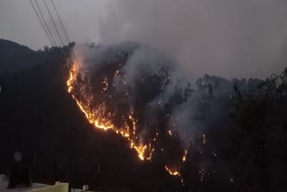 fire in forest