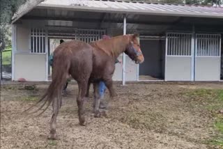 horse, pony, california