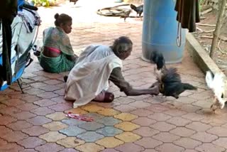 ವೃದ್ಧ ದಂಪತಿ ಕೋಳಿ ಕಳವು ವಿಡಿಯೋ ವೈರಲ್ ಪ್ರಕರಣ