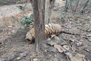 tiger-killed-in-pench-tiger-reserve