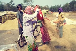 paddy-purchase-in-chhattisgarh-broke-record-of-last-20-years-in-chhattisgarh