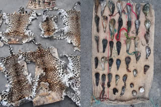 Poacher with leopard pelts, bear biles arrested in JK