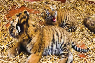 Ohio zoo welcomes birth of 2 endangered tiger cubs