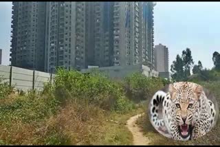 leopard roaming near bengaluru apartments