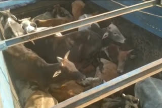 गोंदियात पोलिसांनी जनावरांचा ट्रक पकडला