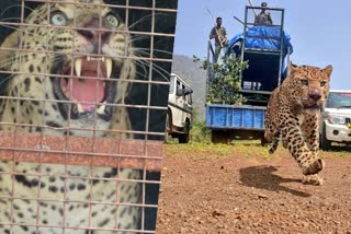 leopard released in tengumarahata