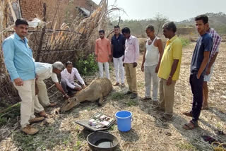 Nilgai dies in an accident near Bedisgaon on Shenwa-Kinhavali road in Thane district