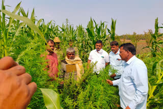 marijuana among maize crop in kalaburagi