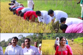 koyth  harvest festival in vettikavala panchayath  വെട്ടിക്കവല ഗ്രാമ പഞ്ചായത്തിൽ കൊയ്ത്തുത്സവം നടന്നു  കൊല്ലം  കൊല്ലം വാർത്തകൾ  വെട്ടിക്കവല ഗ്രാമ പഞ്ചായത്ത്