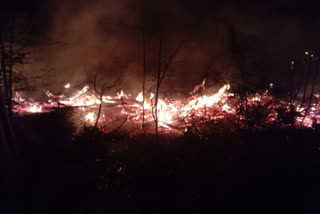 fire accident at gollapalli forest area