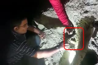 Olive ridley sea turtle eggs collection in cuddalore