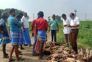 More than 100 sheep have died in vilathikulam