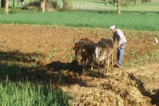 Expectations to farmers