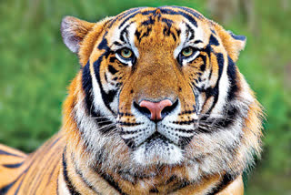 asifabad Tiger have same symptoms as maharashtra tiger avani