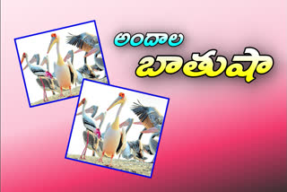great white pelicon ducks have entered to krishna district
