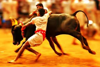 alagumalai-jallikattu