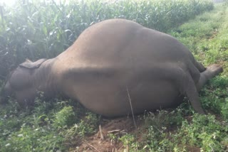 Elephant died at Chamrajnagar