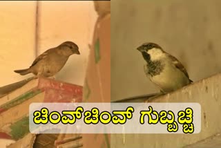 Effort to save  sparrow