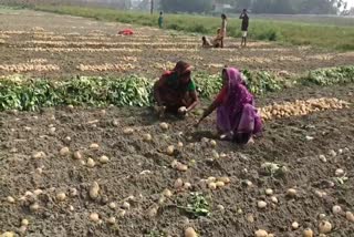 as_jania_baghbar-farmer-crisis_vis_asc10058