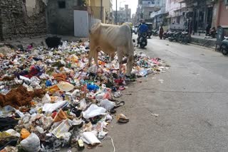 rajasthan news,  cleanliness system crumbles in jaipur