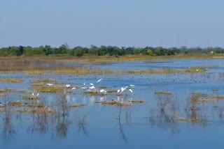 central-india-first-three-day-bird-festival-start-in-bemetara