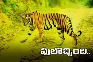 Tiger encounters staff on their way to 'Pulse Polio' event at nagarkurnool district