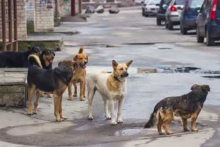 minor mauled to death by street dogs in hyderabad