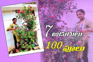 seven-feet-rose-tree-is-blooming-with-hundred-flowers-a-day-in-jangaon-district