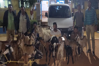 five-member-gang-of-goat-thef-was-arrested-in-gondia