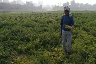 cold-effect-on-vegetables-in-sahibganj