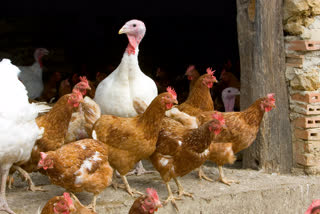 Bird Flu Outbreak 10 countries