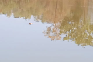 तालाब में तैरती मिली अज्ञात व्यक्ति की लाश