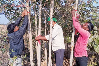 tribals tied rakhi to trees in palamu