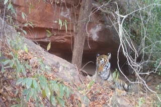 रणथम्भौर टाइगर रिजर्व, tigress T-117 gives birth to two cubs