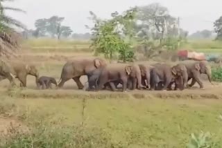 elephants roaming in dhamtari