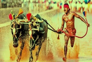 Kambala's Hussain Bolt  Srinivasa Gowda Failed to reach his destination in this Season  கம்பாலா உசேன் போல்ட் தோல்வி!  கம்பாலா உசேன் போல்ட்  சீனிவாசா கவுடா  கம்பாலா பந்தயம்