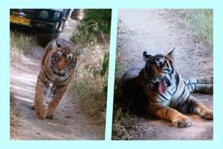 बाघिन शिफ्ट रणथंभोर सरिस्का,  रिद्धि सिद्धि की फाइट,  Ranthambore National Tiger Century,  Ranthambore tigress Riddi Siddhi shifting,  Tigress Shift Ranthambore Sariska,  Riddhi Siddhi's fight