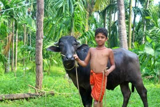 9-year-old-boy-run-with-buffalo-in-udupi