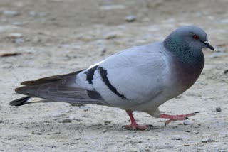 22 pigeons found dead, स्कूल में मृत पड़े मिले 22 कबूतर