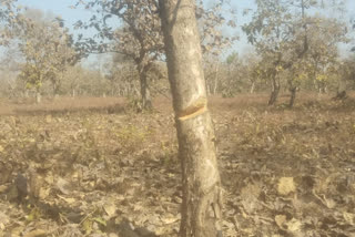 Encroachment in the Forest Zone of Khategaon of Dewas