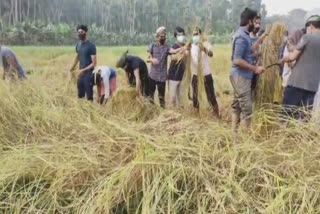 Malappuram latest news  malappuram rice harvest festival  മലപ്പുറം വാര്‍ത്തകള്‍  കൊയ്ത്തുത്സവം വാര്‍ത്തകള്‍  അരീക്കോട് സുല്ലമുസ്സലാം ഓറിയന്‍റൽ ഹയർ സെക്കൻഡറി സ്കൂള്‍